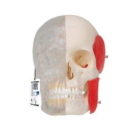 BONElike Human Skull Model, 8 part - w/ 3B Smart Anatomy -  3B SCIENTIFIC, 1000063